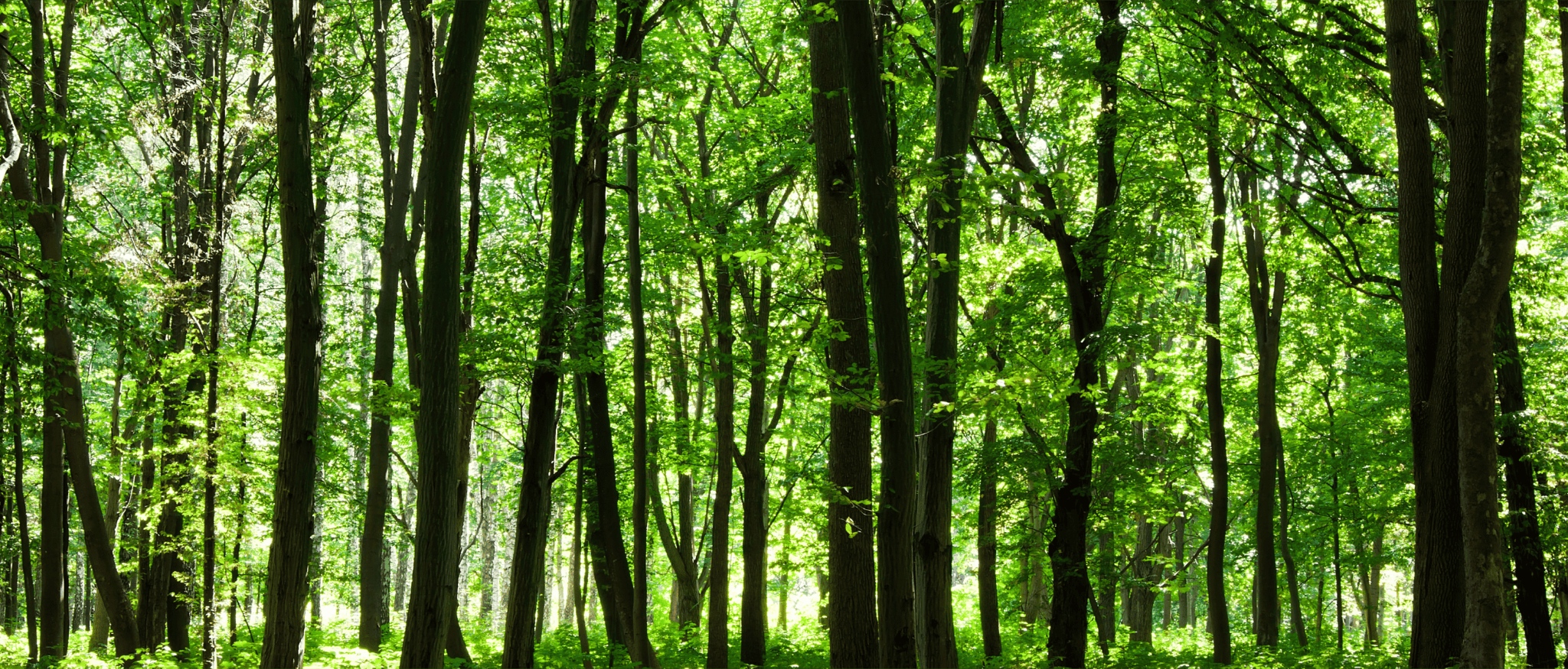 Come Piantiamo il Tuo Albero per Essere un Brand di Caffè Sostenibile