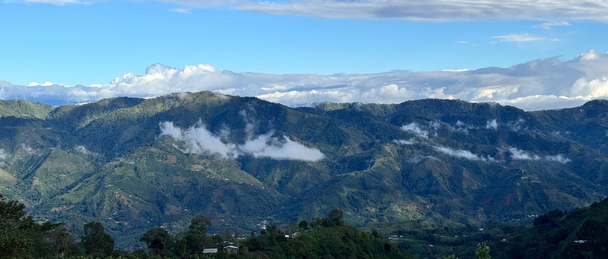 L’Impatto del Caffè Sostenibile: Più che una Tazza, un Cambiamento Reale